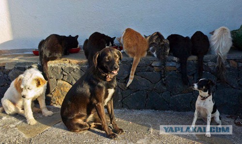 Хочу дачу на канарах!