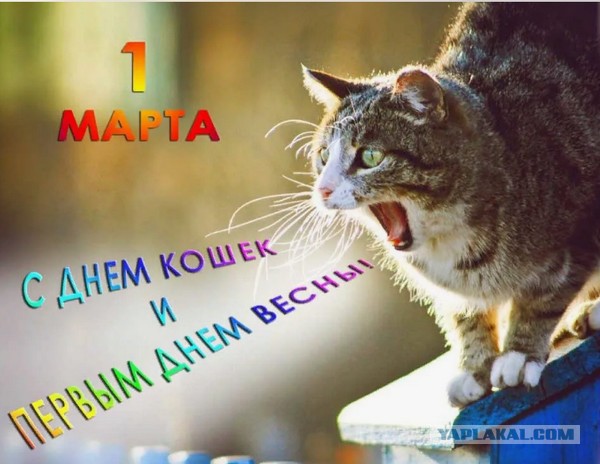Теперь я видел всё!