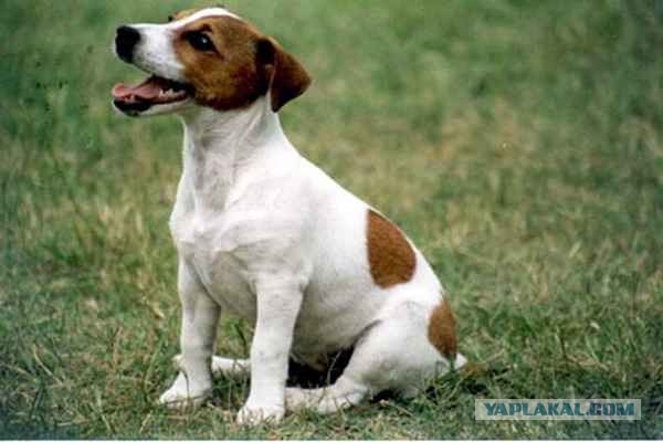 10 самых агрессивных пород собак