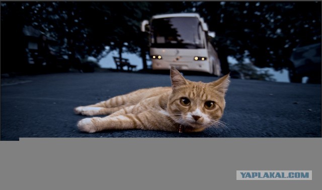 Коты ученых