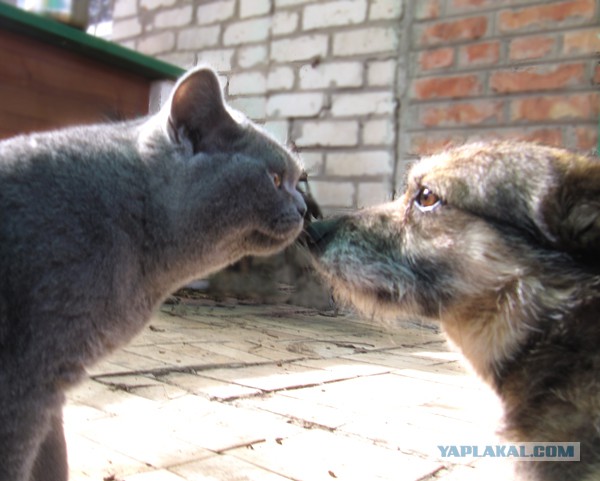 Котовторник 01.04.2014