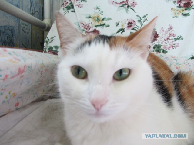 Котовторник   15.04.2014