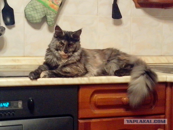 Котовторник 6.05.2014