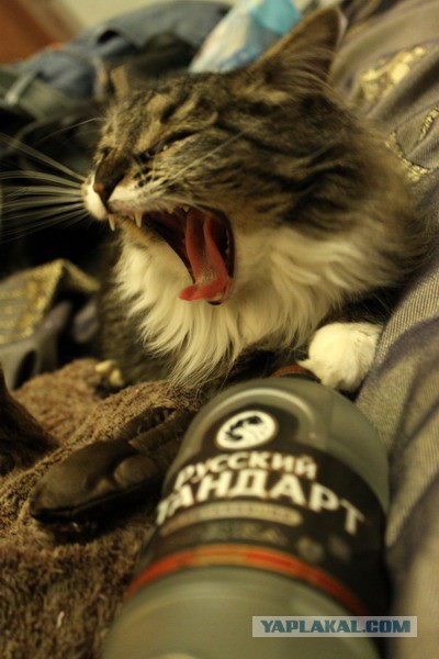 А у тебя есть фото твоей зевающей котейки ?