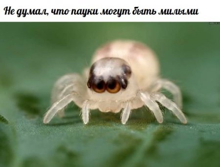 Чёрт, чёрт, чёрт!
