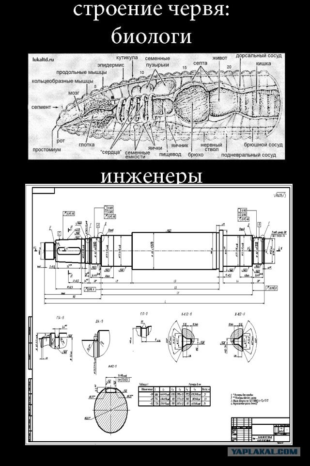 Строение червя