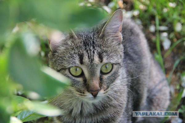 Котовторник   02.06.2015