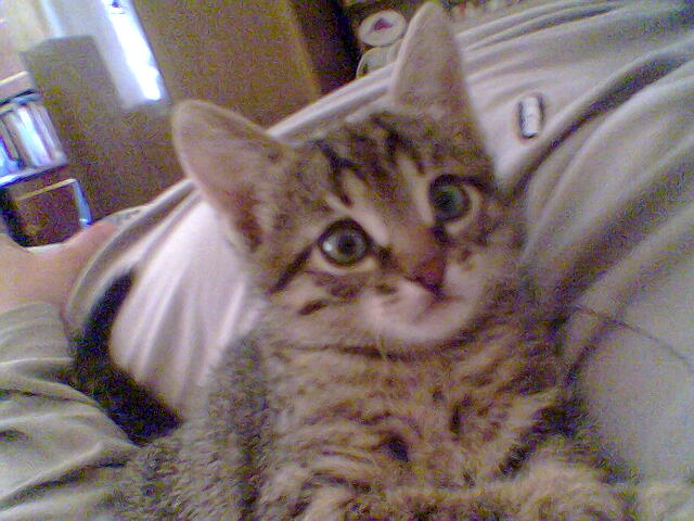 Коты, кошки, котята