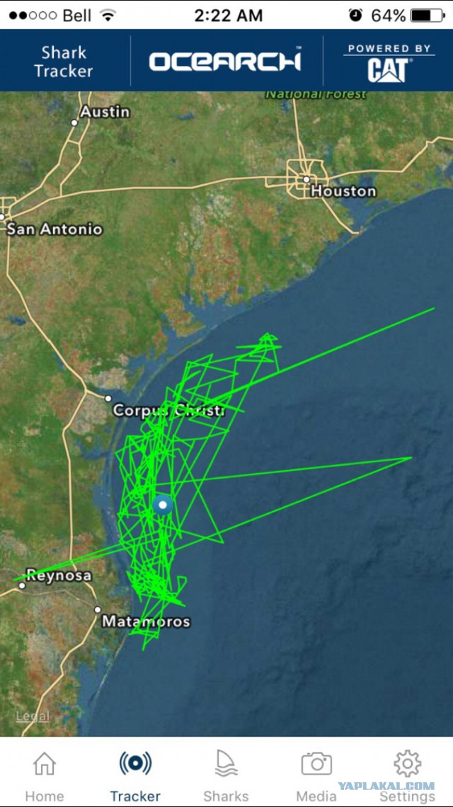 На акулу ученые прицепили трекер. И по-моему он поломался