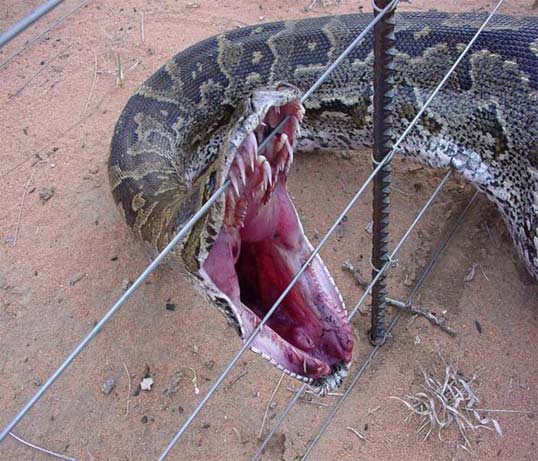 Змеи кушают