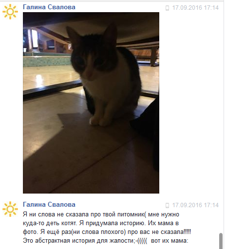 Сказ о том, как мы котят раздавали