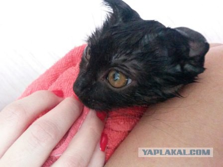 Котовторник 13.12.2016