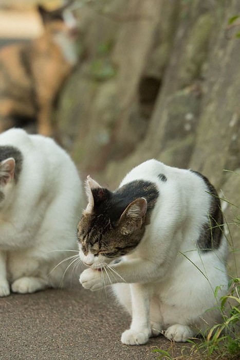Коты и Кошки