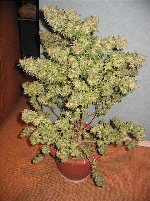 Наше отношение к вещам на 1-й и 101-й день