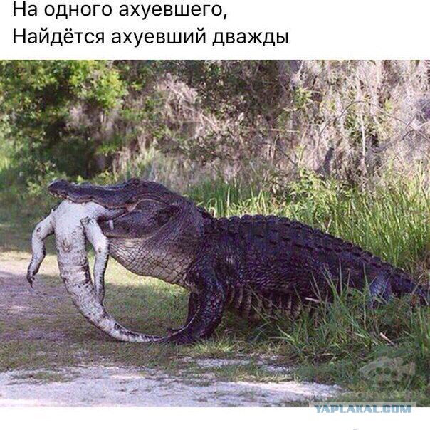 Весёлые картинки