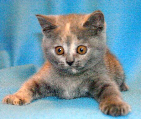 Котовторник на ЯПлакалъ (10.06.08), прикольные коты, добавляем свои!