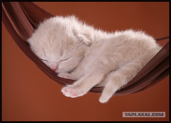Даёшь Котовторник на ЯПе! (29.07.08)