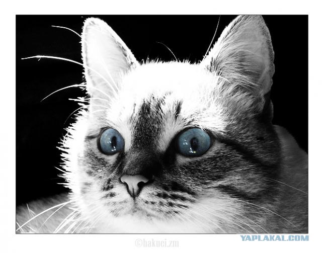 Котовторник на ЯПлакалъ