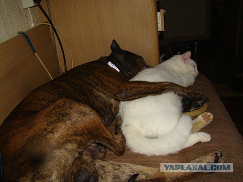 А вот котовторничек