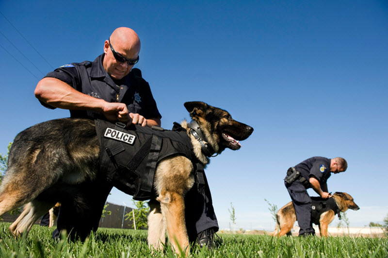 Пес бандит. Немецкая овчарка k9. Полицейский с собакой. Служебные собаки.