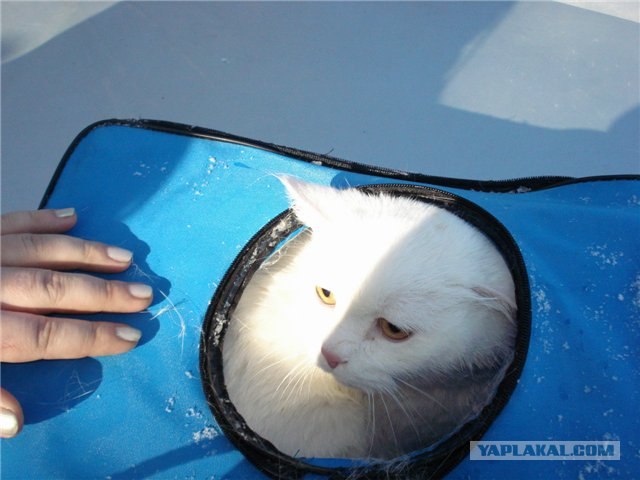 В Екатеринбурге спасли кота выброшенного в реку
