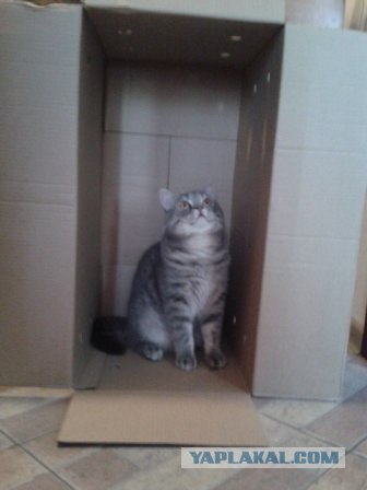 Котовторник 17.04.2012