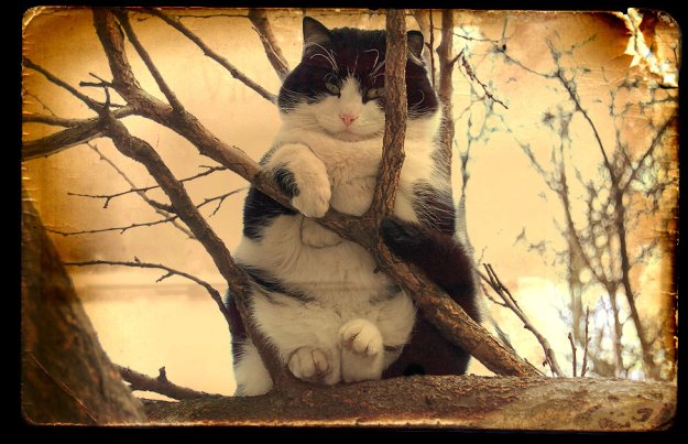 Котокафе в Петербурге