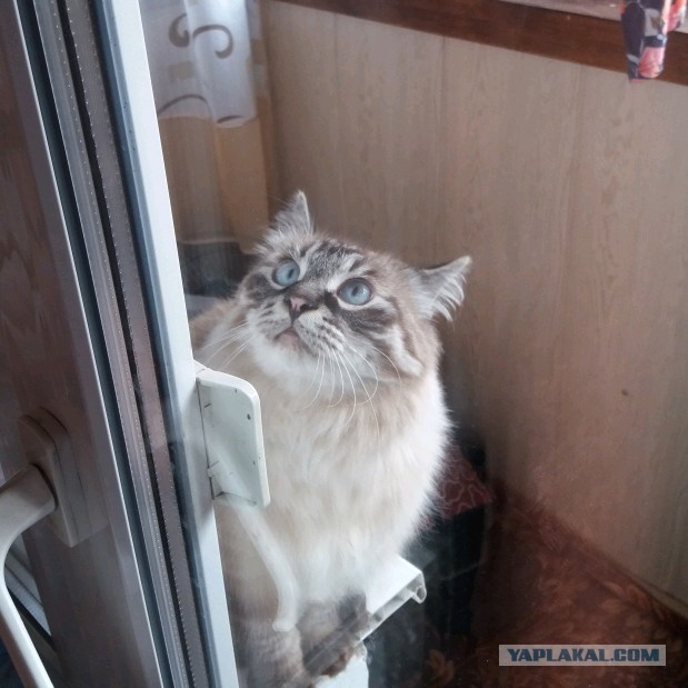 Котейка. Позитива пост. Эволюция?