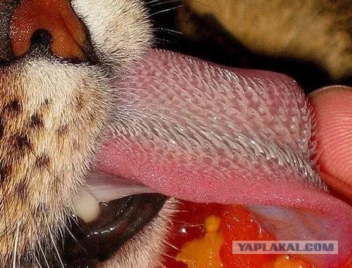 Невероятные миры макрофотографии