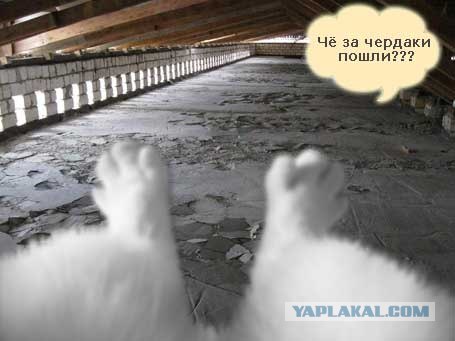 Фотожаба: Ноги котэ