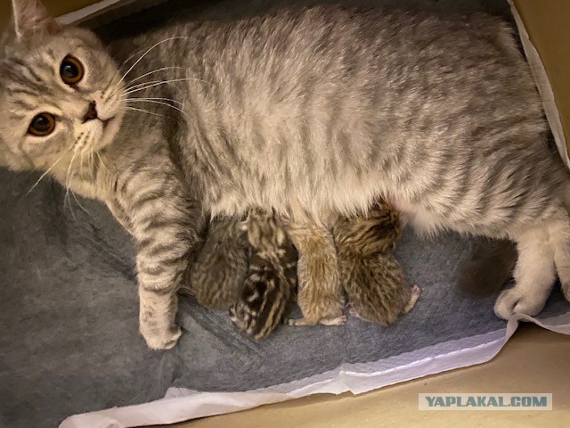 Котовторник. Добавляйте своих