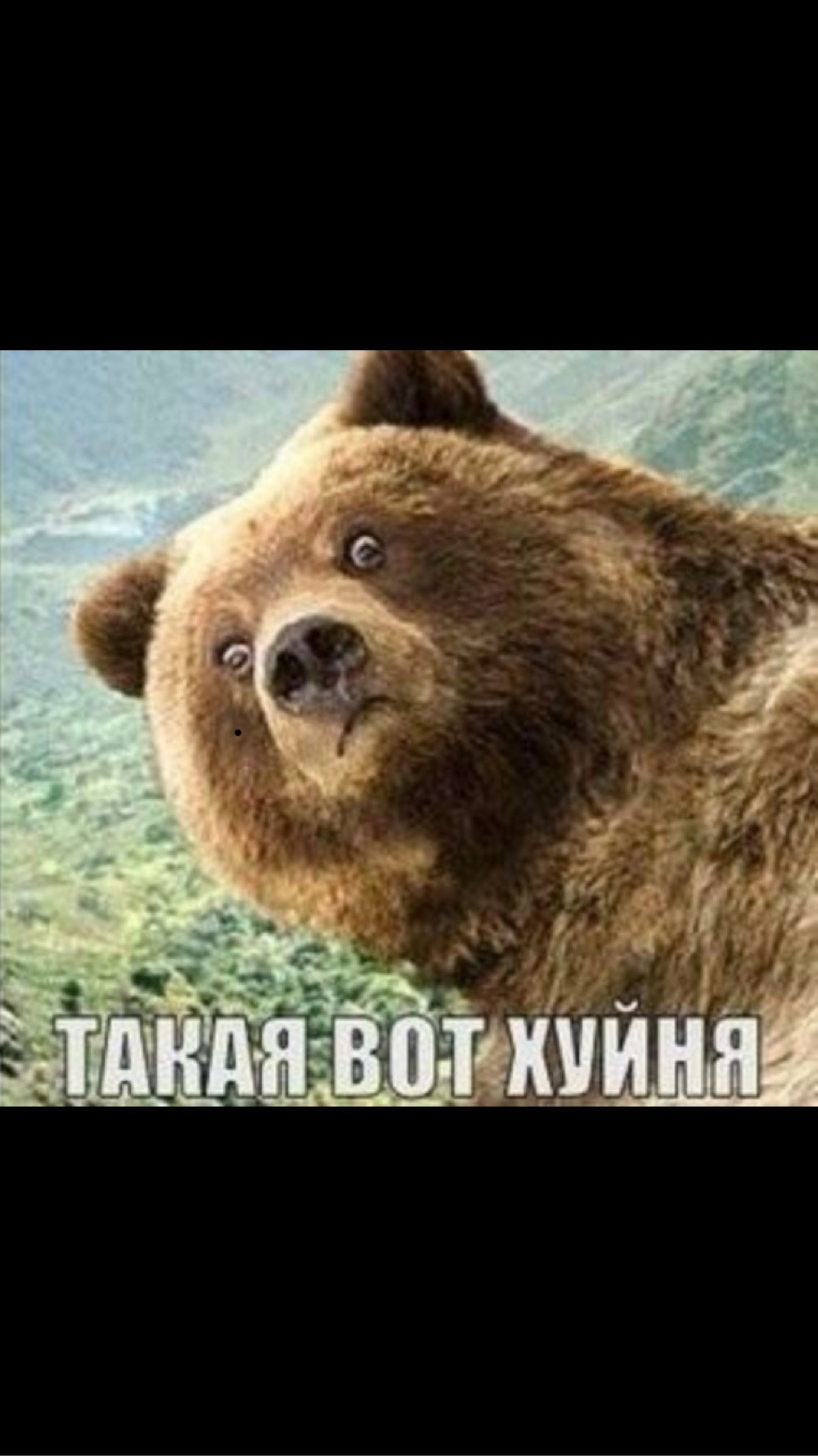 Удивлённый медведь