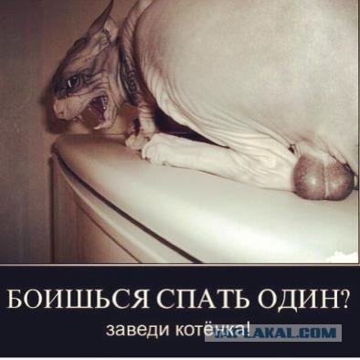 Самые смешные снимки животных за 2012 год