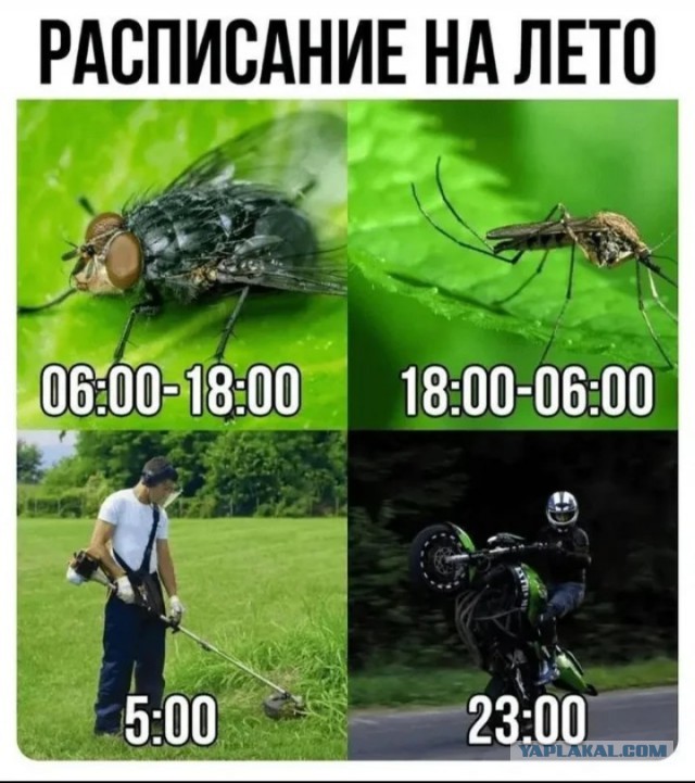 Расписание на лето