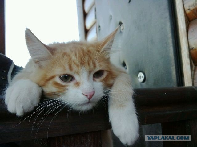 Котовторник 26.11.2013