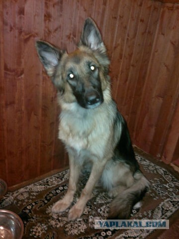 Мой малый друг Мухтар