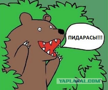 Медведи почти на все случаи жизни