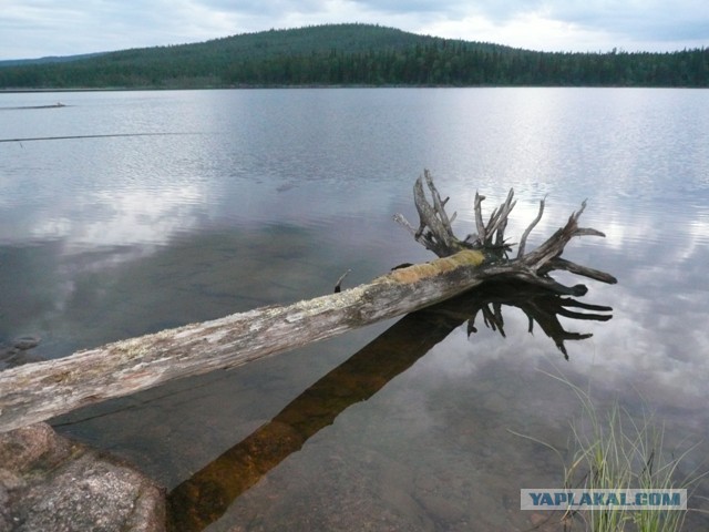 Две недели на Иовском водохранилище. Соколозеро.