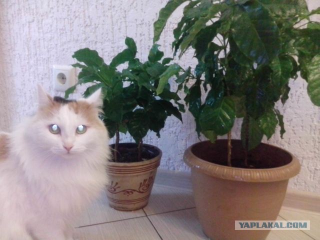 Лимон на подоконнике