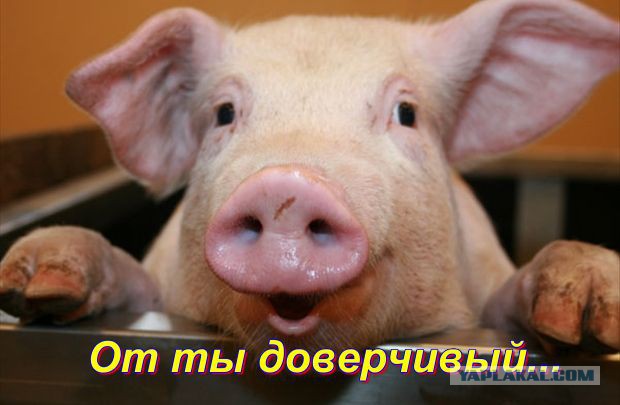 Про тушенку