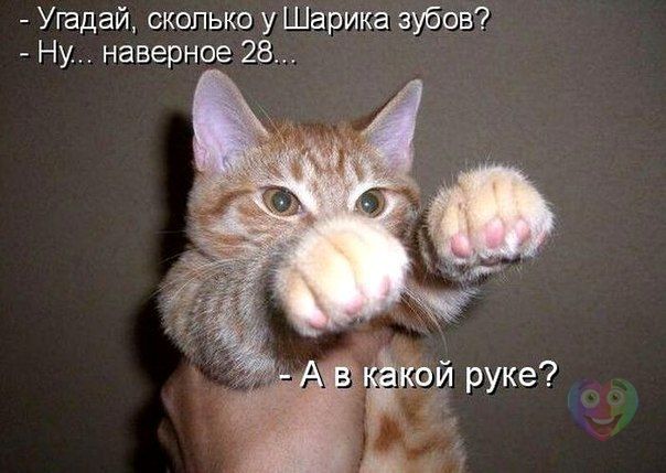 Веселые картинки