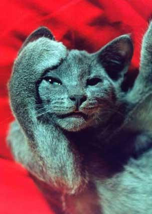 Коты, кошки, котята