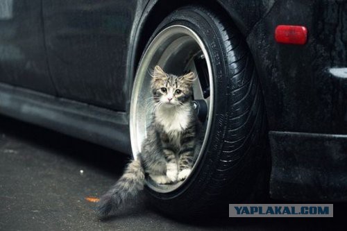 Котовторник 19.01.2016