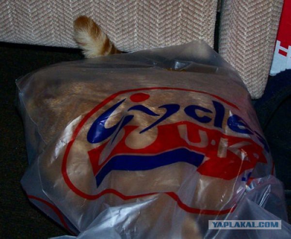 Коты в засаде