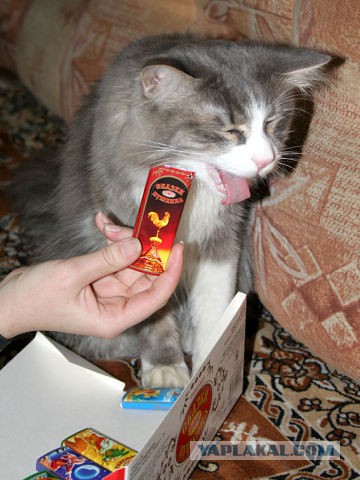 Ну, очень нервная кошка.