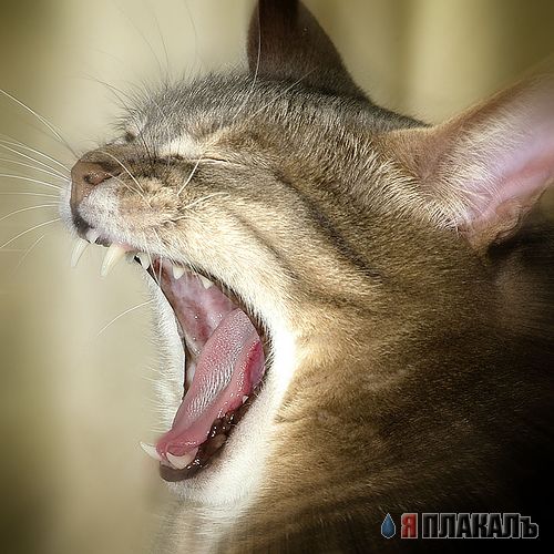 Вторничный котомёт