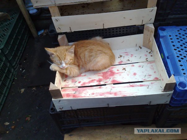 10 брутальных уличных котов