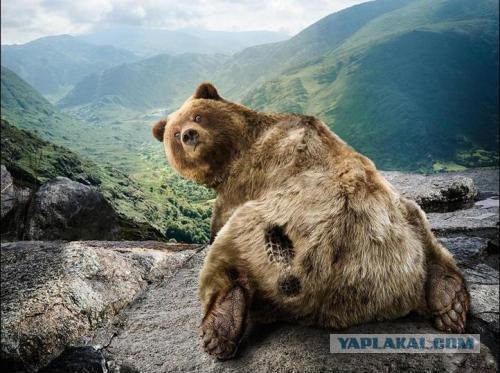 Самые смешные животные