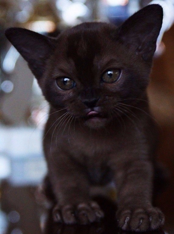 Коты из сети