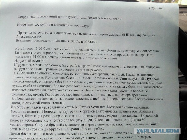 Сегодня ночью умер наш кот...